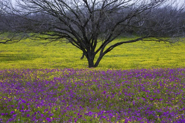 Texas Hill Country renkli bahar çiçek