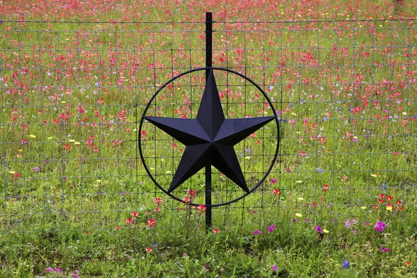 Texas Hill Country renkli bahar çiçek