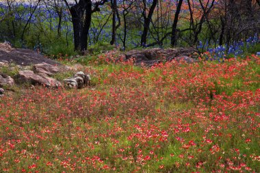 Paintbrush Flowers Cover a Hillside by Inks Lake State Park in T clipart