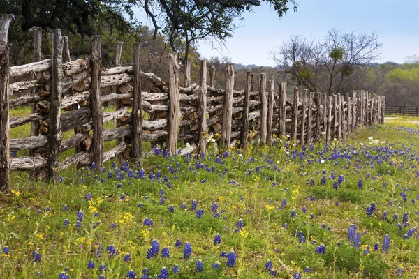 Çiçekler içinde Hill ülke üzerinde Willow City Loop Road, Texas