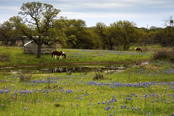 Pferde auf der Weide neben einem Teich lizenzfreie Stockfotos