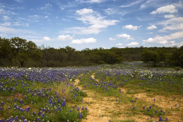 Alte straße durch ein feld von wilden blumen in hill country, texas lizenzfreie Stockfotos