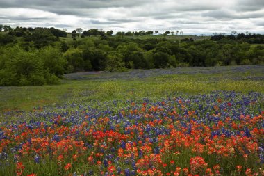Bluebonnets ve Texas Hill Ülke Hint Paintbrush, Texa