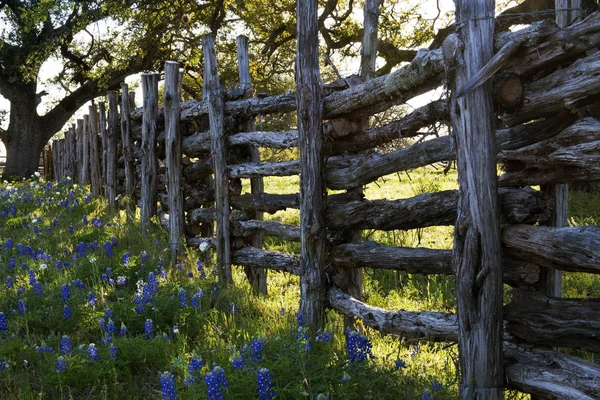 Willow City Loop Road, Teksas'ta Eski Ahşap Çit ve Bluebonnets