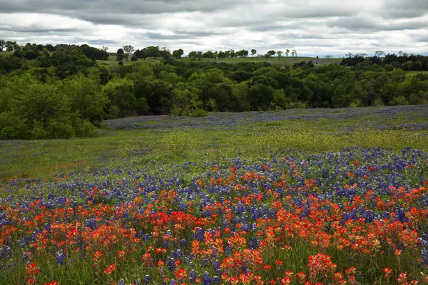 Bluebonnets ve Texas Hill Ülke Hint Paintbrush, Texa