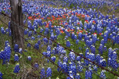 Bluebonnets ve Texas Hill Country Hint Paintbrush, Teksas
