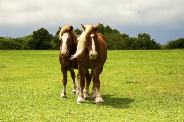 Ennis, Teksas yakınlarındaki Bluebonnet Trail Üzerinde Taslak Atlar