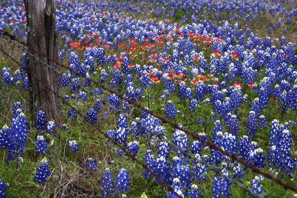 Blaunetze und indischer Pinsel im texanischen Hügelland, Texas Stockbild