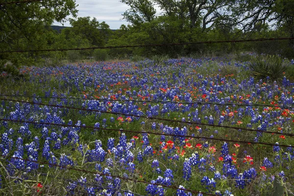 Blaunetze und indischer Pinsel im texanischen Hügelland, Texas Stockfoto