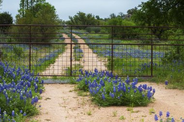 Gated Road Texas Hi Willow City Loop yakın Bluebonnets Dolu