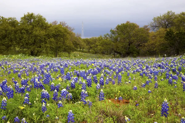 Bluebonnet Fields Yakın Fredericksberg, Teksas Willow City Loop üzerinde