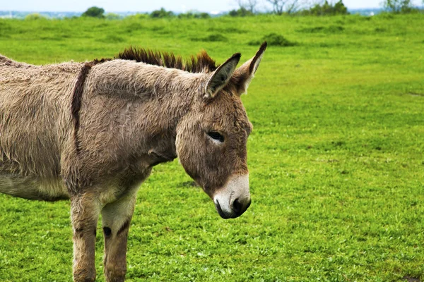 Donkey in a Pasture on the Bluebonnet Trails in Ennis, Texas