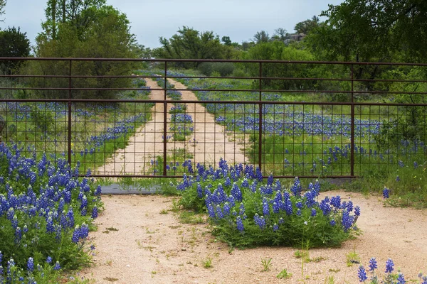 Gated Road voll von Blaunetzen in der Nähe Weiden Stadt Schleife in Texas hallo Stockbild