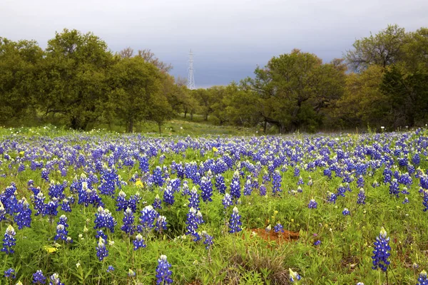 Bluebonnet fields bei fredericksberg, texas on weilow city loop lizenzfreie Stockbilder