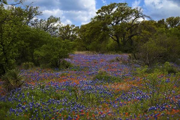 Bluebonnets e Indian Paintbush no Texas Hill Country, Texas — Fotografia de Stock