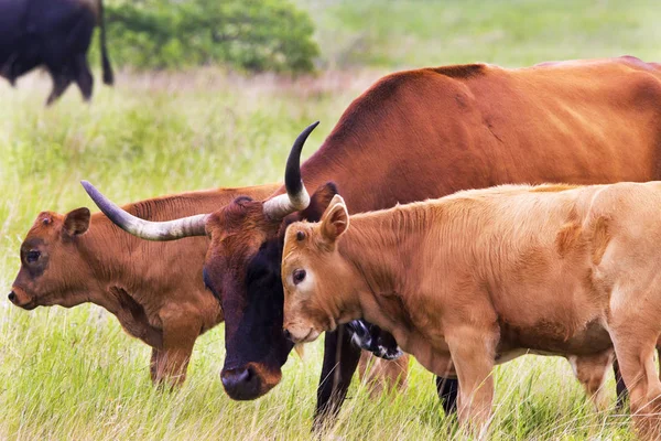 Texas Longhorn Düvesi ve Buzağı Wichita Dağlarında Vahşi Yaşam