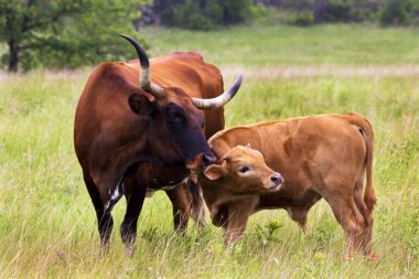 Texas Longhorn Düvesi ve Buzağı Wichita Dağlarında Vahşi Yaşam