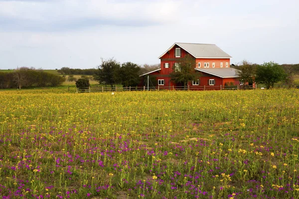 Área de San Antonio Flores de flores silvestres da primavera, San Antonio, Texas — Fotografia de Stock