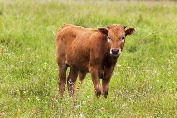 Wichita Dağı Wildli 'deki çayırda Teksas Longhorn Buzağı