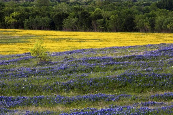 Purple and Yellow Field of Flowers on the Bluebonnet Trail Near — Stock Photo, Image