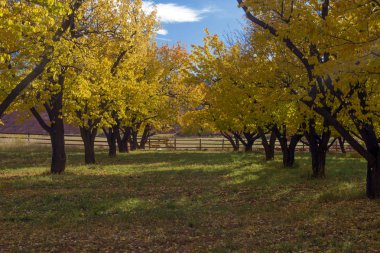 Başkent Resifindeki Meyve Bahçelerinde Sonbahar Renkleri, Meyve Bölgesi, Ut