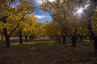 Başkent Resifindeki Meyve Bahçelerinde Sonbahar Renkleri, Meyve Bölgesi, Ut