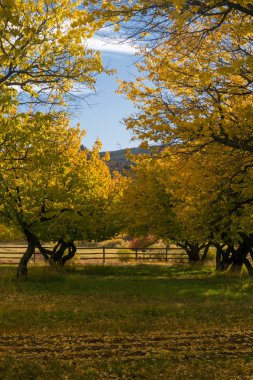 Başkent Resifindeki Meyve Bahçelerinde Sonbahar Renkleri, Meyve Bölgesi, Ut