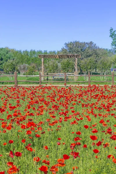 Fredericksburg, Teksas 'ta kırmızı mısır tarlası gelincikleri