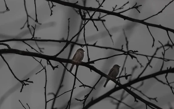 Two Sparrows Sit Next One Another Sentries Duty — Stock Photo, Image
