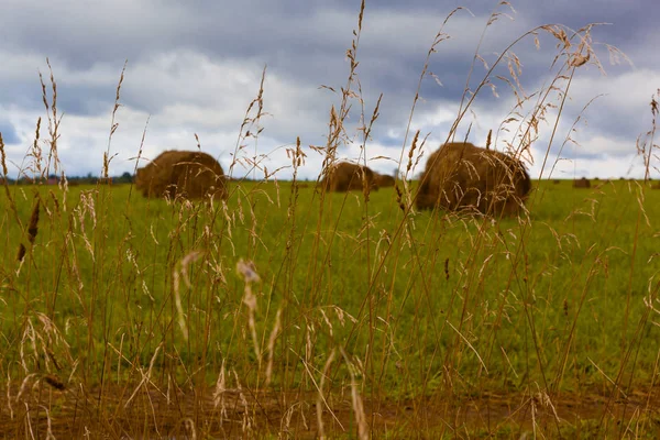 宽领域与草堆在早晨多云9月天 金色的耳朵观 — 图库照片