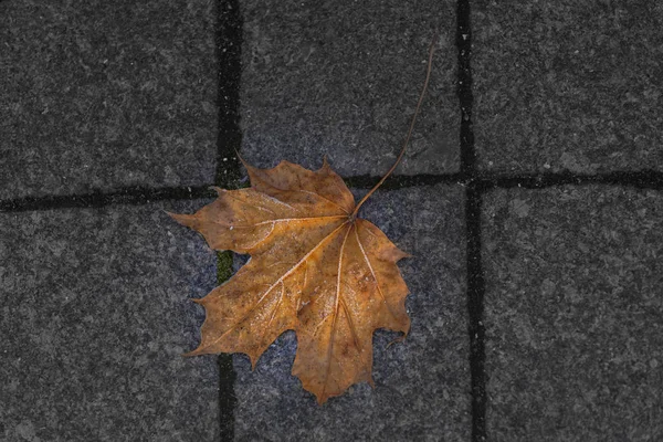 花岗岩瓷砖上的冰冻枫叶 金色的秋天和寒冷月份的开始的结束 — 图库照片