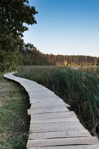 The wooden platform runs along the reeds on the bank of the lake against the background of the forest that illuminated by the light of the setting sun.