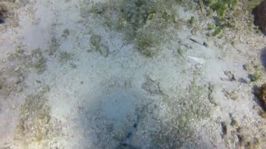 Ray sualtı yaban hayatı