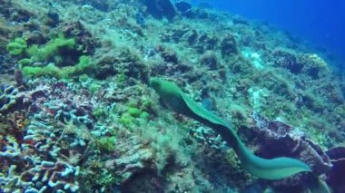 Moray sualtı yaban hayatı