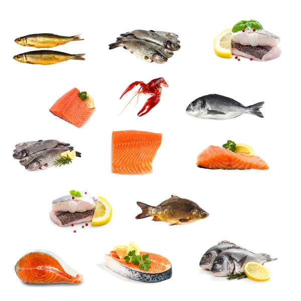 Fish Collage Isolated White — Stock Photo, Image