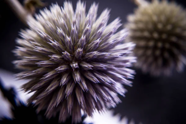 Thistle spiked ball studies close-up, soft focus