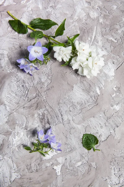 Fiore Campana Bianca Viola Bellissimo Sfondo Primavera Con Campanula Bouquet — Foto Stock