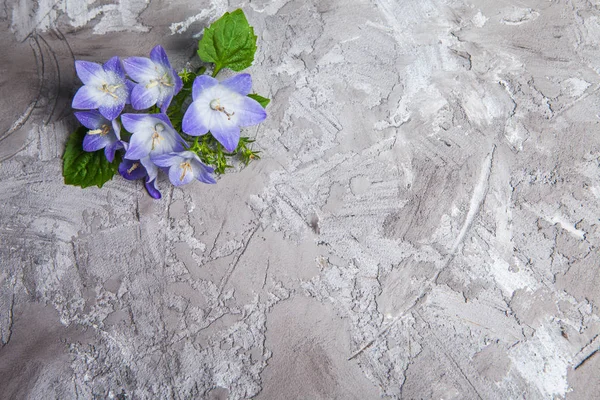 Weiße Und Violette Glockenblume Schöner Frühlingshintergrund Mit Glockenblumenstrauß — Stockfoto