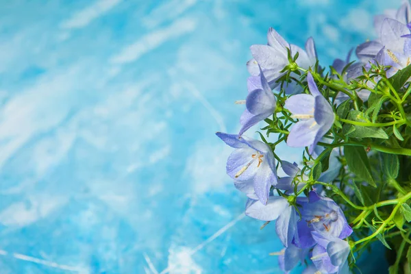 Fiore Campana Bianca Viola Bellissimo Sfondo Primavera Con Campanula Bouquet — Foto Stock