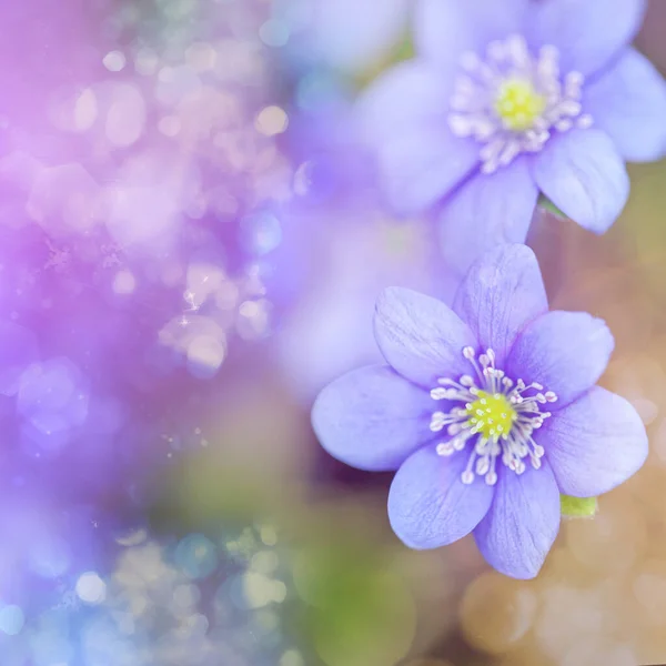 Abstrakt Våren Bakgrund Med Rosa Blommor — Stockfoto