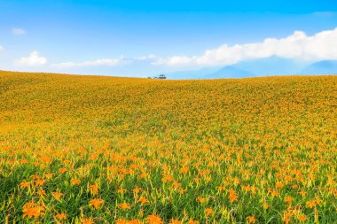 The orange daylilies are blooming on Sixty Rock Mountain in Hualien, Taiwan. clipart