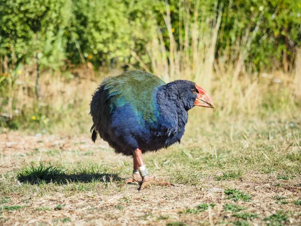 Ave Takahe Especie Peligro Extinción Nueva Zelanda — Foto de Stock