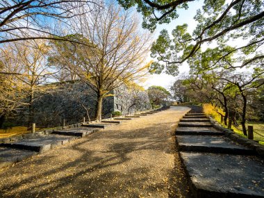 Japonya'da ginkgo ağaçları ile Fukuoka Kalesi Harabeleri.