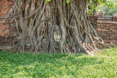 Ayutthaya şehrindeki Wat Mahathat Tapınağı 'nda ağaç köklerinde Buda Başı.