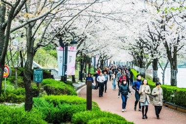 Seoul, Güney Kore - 6 Nisan 2018: Seokchonhosu Gölü kiraz çiçek Festivali. Olay normalde arasında yer erken Nisan ayı ortasında zaman kiraz çiçekleri güzel şehir oyalamak için alan..
