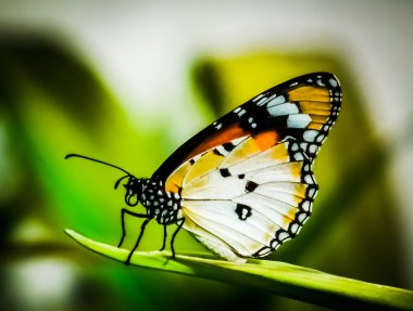Düz kaplan (Danaus chrysippus chrysippus), renkli kelebek Hortpark Singapur oteli bulundu. Görünümü kapatın.