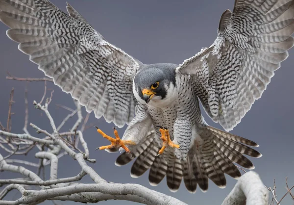 Falco Pellegrino Volo — Foto Stock