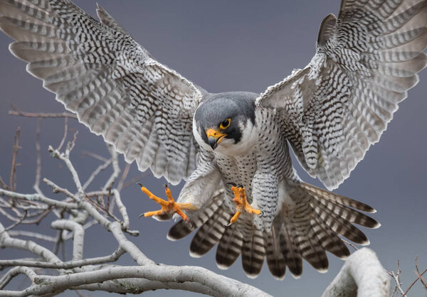 Peregrine Falcon in Flight 