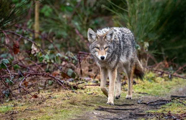 Coyote British Columbia Kanada — Zdjęcie stockowe