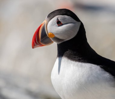 Atlantik Puffin Machias Seal Adası Maine ' 
